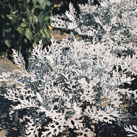 Dusty Miller Seeds - Annual Flower Seeds - Swallowtail Garden Seeds