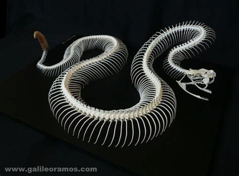 Pin by M. Sauvage on Snake | Animal skeletons, Snake art, Snake