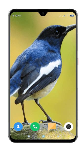 Bird Wallpaper 4K APK para Android - Descargar