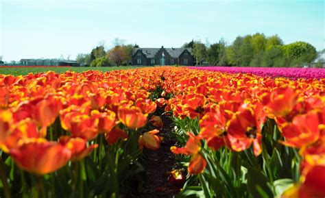 Experience The Dutch Tulip Gardens As Never Before | Hurlingham Travel