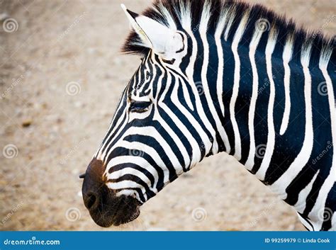 Close up of a zebra`s head stock image. Image of daytime - 99259979