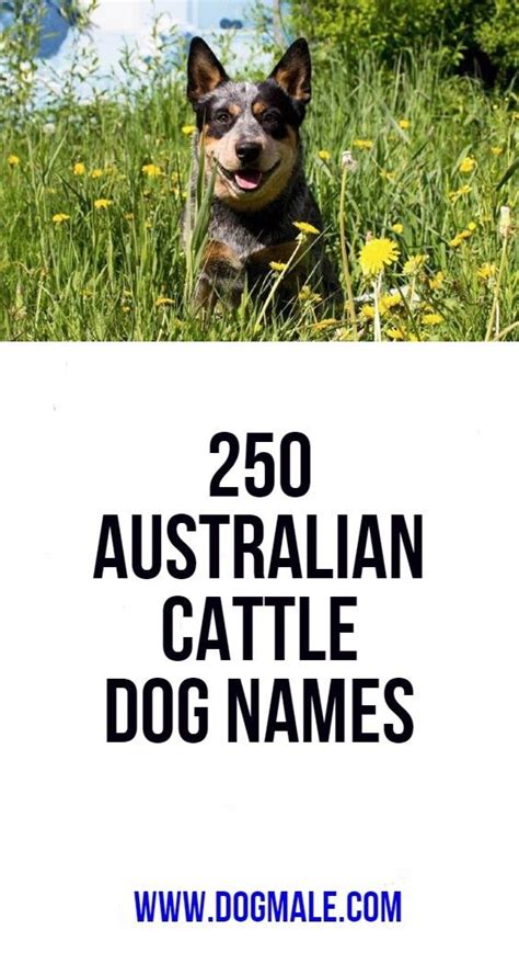 250 Australian Cattle Dog Names | Dog names, Cattle dog names, Australian cattle dog names