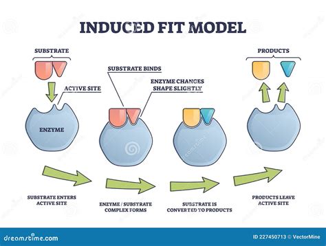 Scheme Of Enzyme Action On A Substrate Cartoon Vector | CartoonDealer.com #248161809