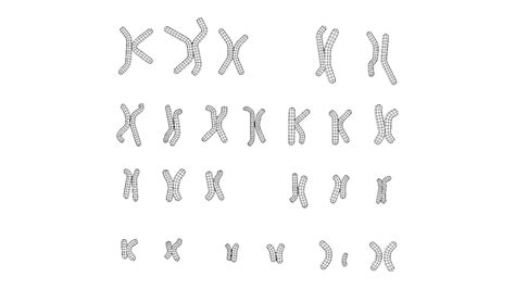 ArtStation - Human Karyotype - Male and Female | Resources