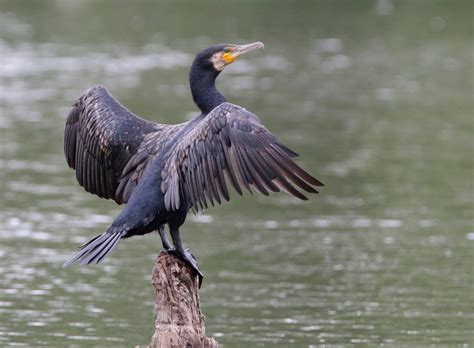 Great Cormorant by R Thew - BirdGuides