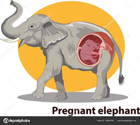 Vector Illustration Pregnant Elephant Anatomy Stock Vector Image by ©magemasher #139597768