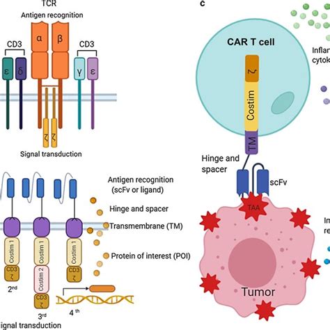 Basic principle of CAR structure and CAR T-cell therapy. a T-cell ...