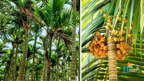 Arecanut Plantation in India : 7 Tips for Successful Cultivation