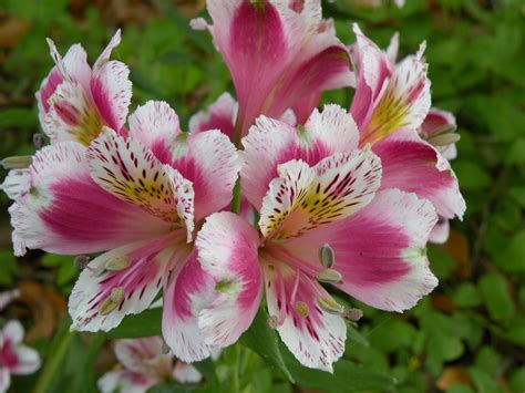 Mary's Louisiana Garden: Alstroemeria