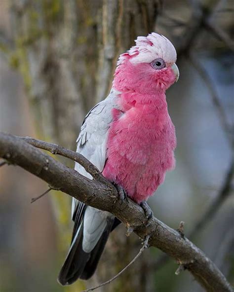 Cockatoo Names - Petnamee