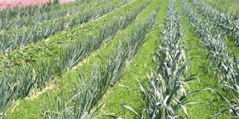 Multiple Cropping in agriculture - Assignment Point