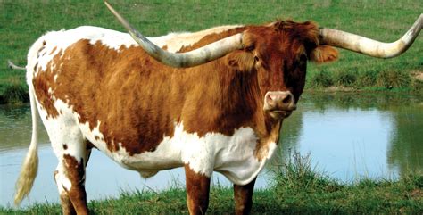 Download Cattle Animal Longhorn Cattle HD Wallpaper