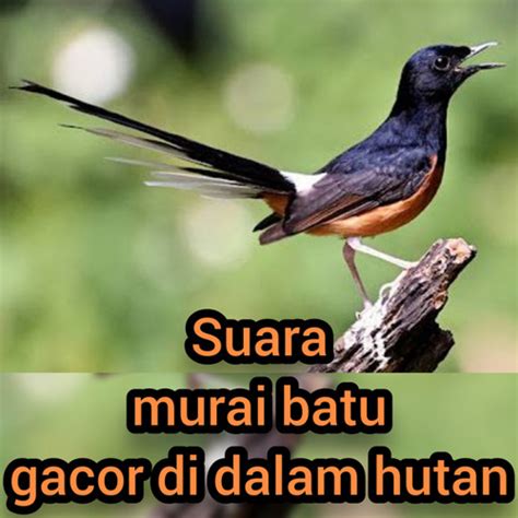 Stream Suara Murai Batu Gacor Di Dalam Hutan (Remastered 2023) by Master murai 87 | Listen ...