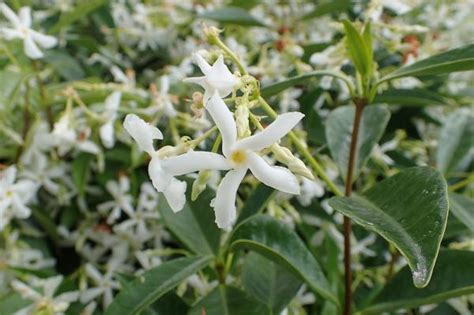 Star jasmine care: How to do it properly? - Alices Wonderland Nursery