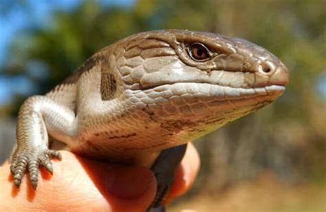 Blue Tongue Skink - Description, Habitat, Diet, and Interesting Facts