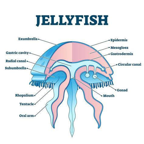 Jellyfish Anatomy: Explore Underwater Life