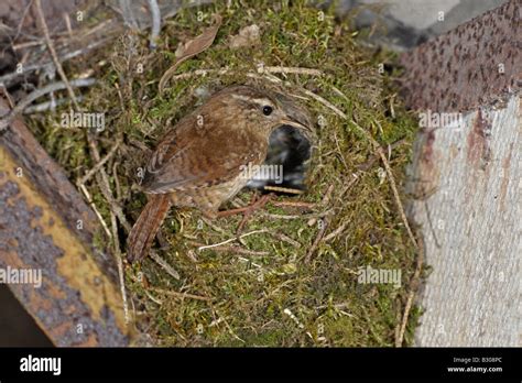 Winter Wren at nest Stock Photo - Alamy