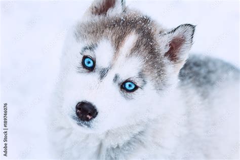 Husky With Blue Eyes Puppy