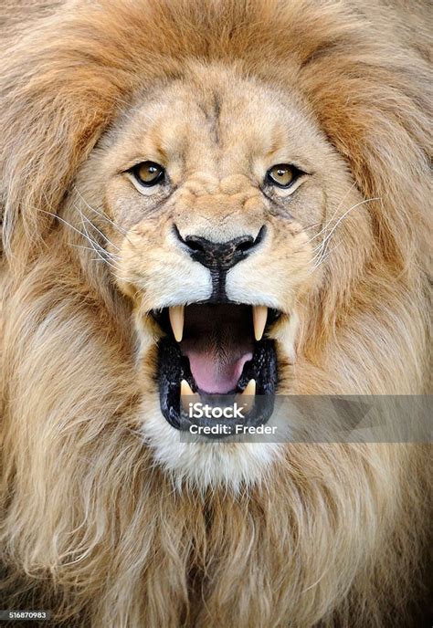 Roaring Lion Stock Photo - Download Image Now - iStock