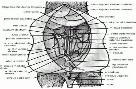 Laboratory Rats: Anatomical and Physiological Notes | Veterian Key