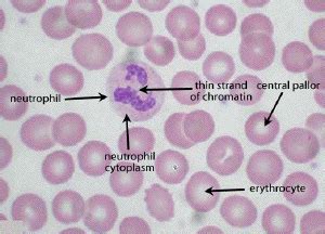 White Blood Cell Labeled