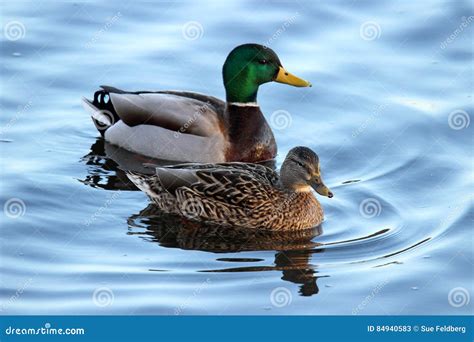 A Pair of Mallard Ducks Swimming on a Pond Stock Image - Image of ducks, couples: 84940583