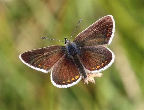 Britain’s butterflies are among the most threatened in Europe