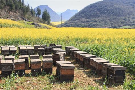 Beehive among Rapeseeds Flowers Fields in Luoping, Yunnan - China Stock ...