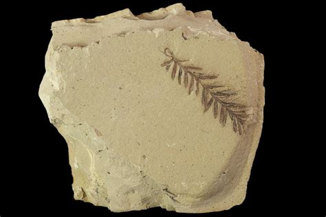 Metasequoia (Dawn Redwood) Fossils - Montana For Sale (#102317 ...