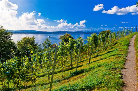 Vineyards, the medieval city of Meersburg on Lake Constance (Bodensee), Baden-Württemberg ...