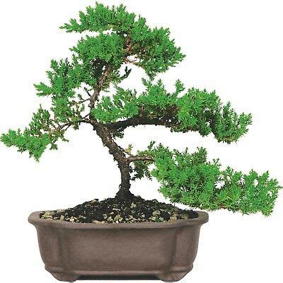 Red Cedar Bonsai – BonsaiStore.co