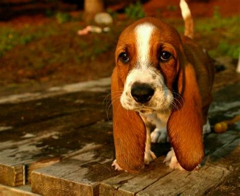 50 Most Popular Basset Hound Dog Names