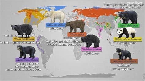 Polar Bear Kodiak Bear Size Comparison at Ruby Najar blog