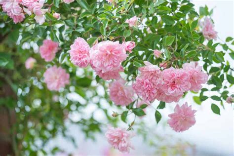 Rosa (Rambling Rose) - Expert Tips for Gardening Success