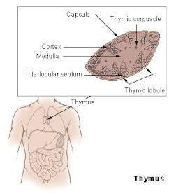 Science varia: Thymus and its role in protecting body against overactive immune system