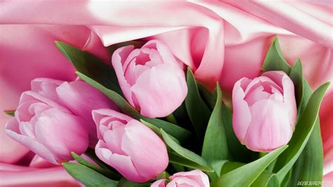 Wallpaper Bunga Tulip Pink