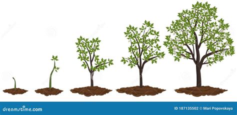 Five Stages of Growing Maple Tree. Stock Vector - Illustration of ...