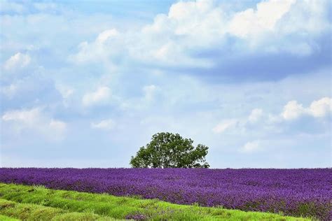 Cotswold Lavender Farm Harvest by Andrew Lockie