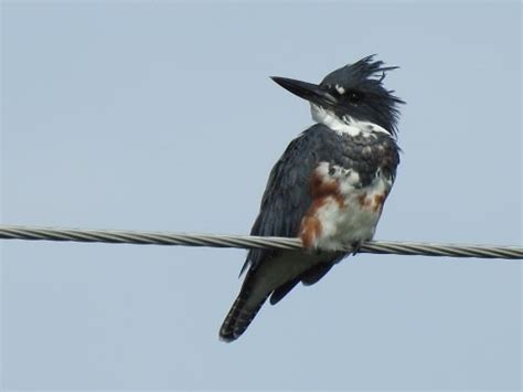 Exploring the Belted Kingfisher Nesting and Feeding Habits