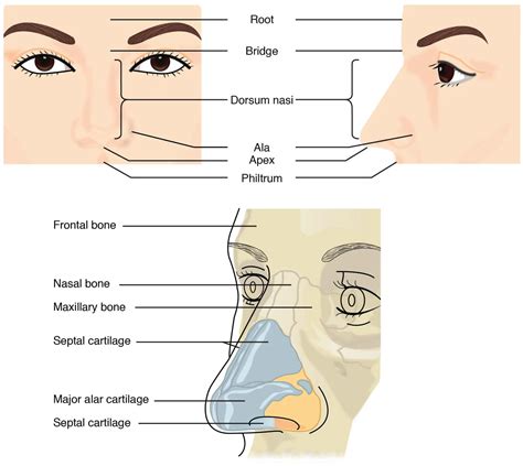 Anatomy of the nose