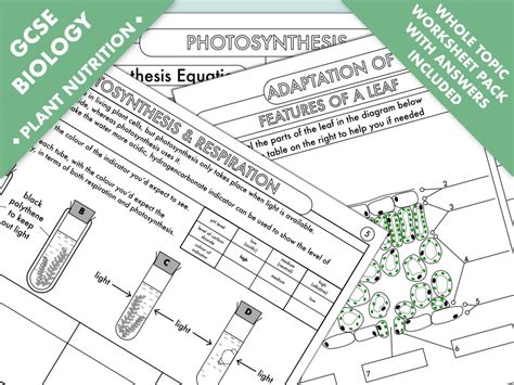 GCSE Biology: Complete Worksheet Pack on the Plant Nutrition ...