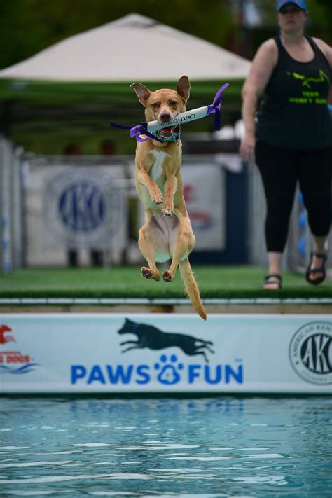 Dock Diving Facility - Paws 4 Fun