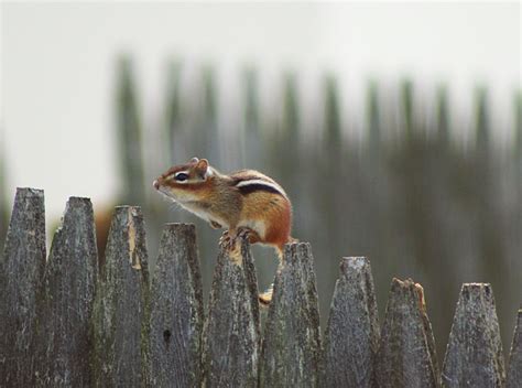 Free chipmunk Photos & Pictures | FreeImages