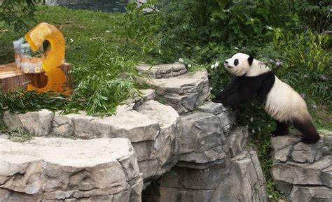 est100 一些攝影(some photos): Tai Shan , the National Zoo in Washington 泰山 ...