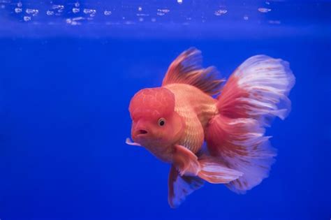 Oranda Goldfish: Care Guide, Types & Species Profile - Everything Fishkeeping