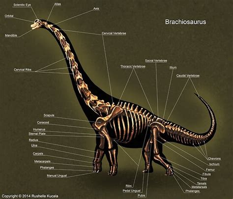 "Brachiosaurus Skeleton Study" Posters by Thedragonofdoom | Redbubble