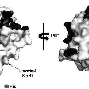 3D surface structure model of chymotrypsin. The 3D surface structure... | Download Scientific ...