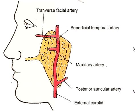 Parotid Gland Duct Anatomy