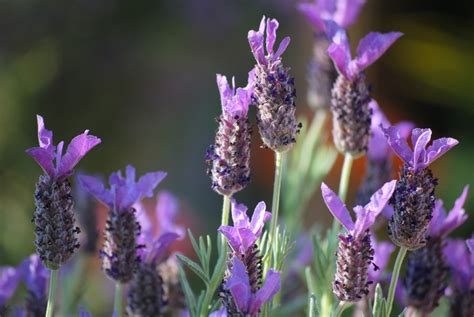 Free Images : nature, blossom, summer, herb, botany, flora, flowers, lilac, purple flower, macro ...
