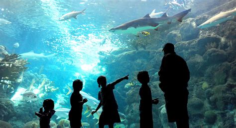 Tampa Zoo And Aquarium Combo Tickets - Aquarium Views